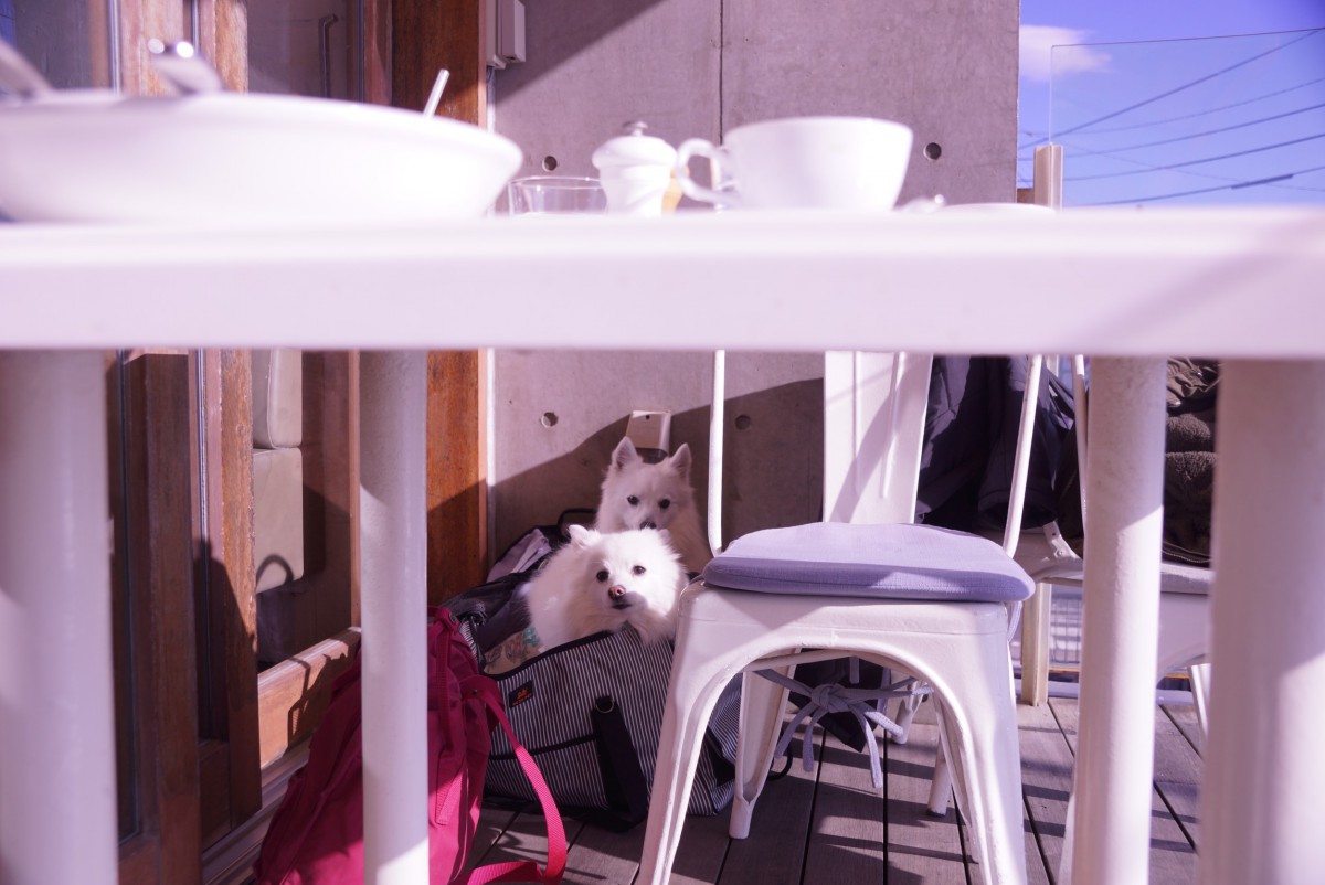 愛犬と世界一の朝食を楽しむ「鎌倉bills七里ヶ浜」のパンケーキ
