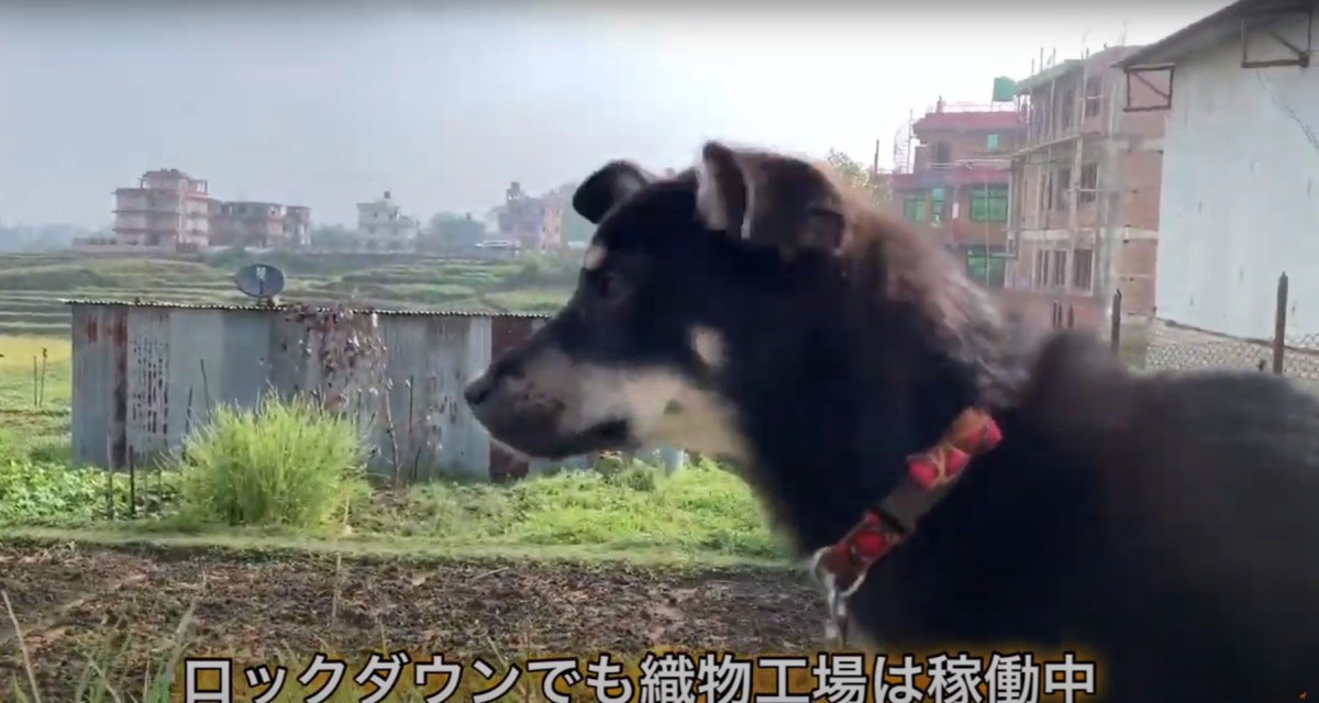 【ネパール】日本では見ることができない景色！野良犬たちとお散歩