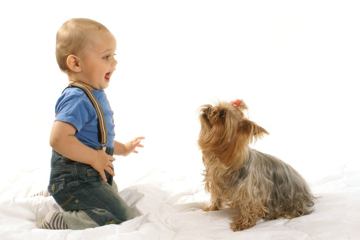 幼児は自発的に犬の手助けをすることができる？【研究結果】