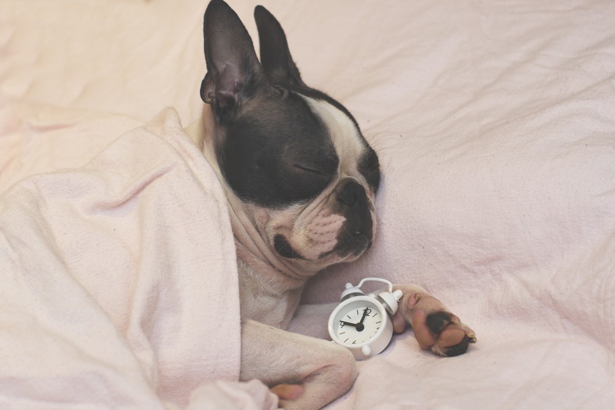 犬が眠っている時に起こりうる『5つの危険なこと』 飼い主にできる予防策は？