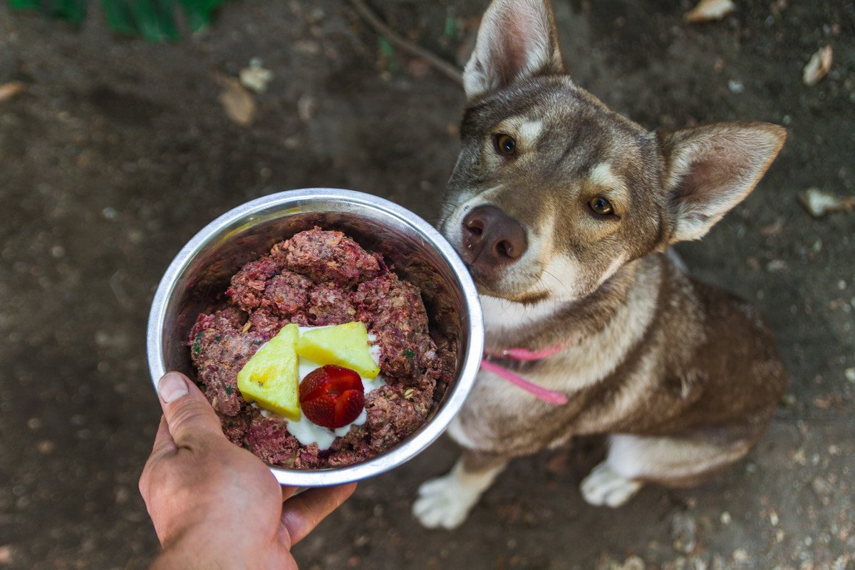 普段の犬のご飯に"ちょい足し"したい「栄養たっぷりな食材」4選！与える時の注意点まで 