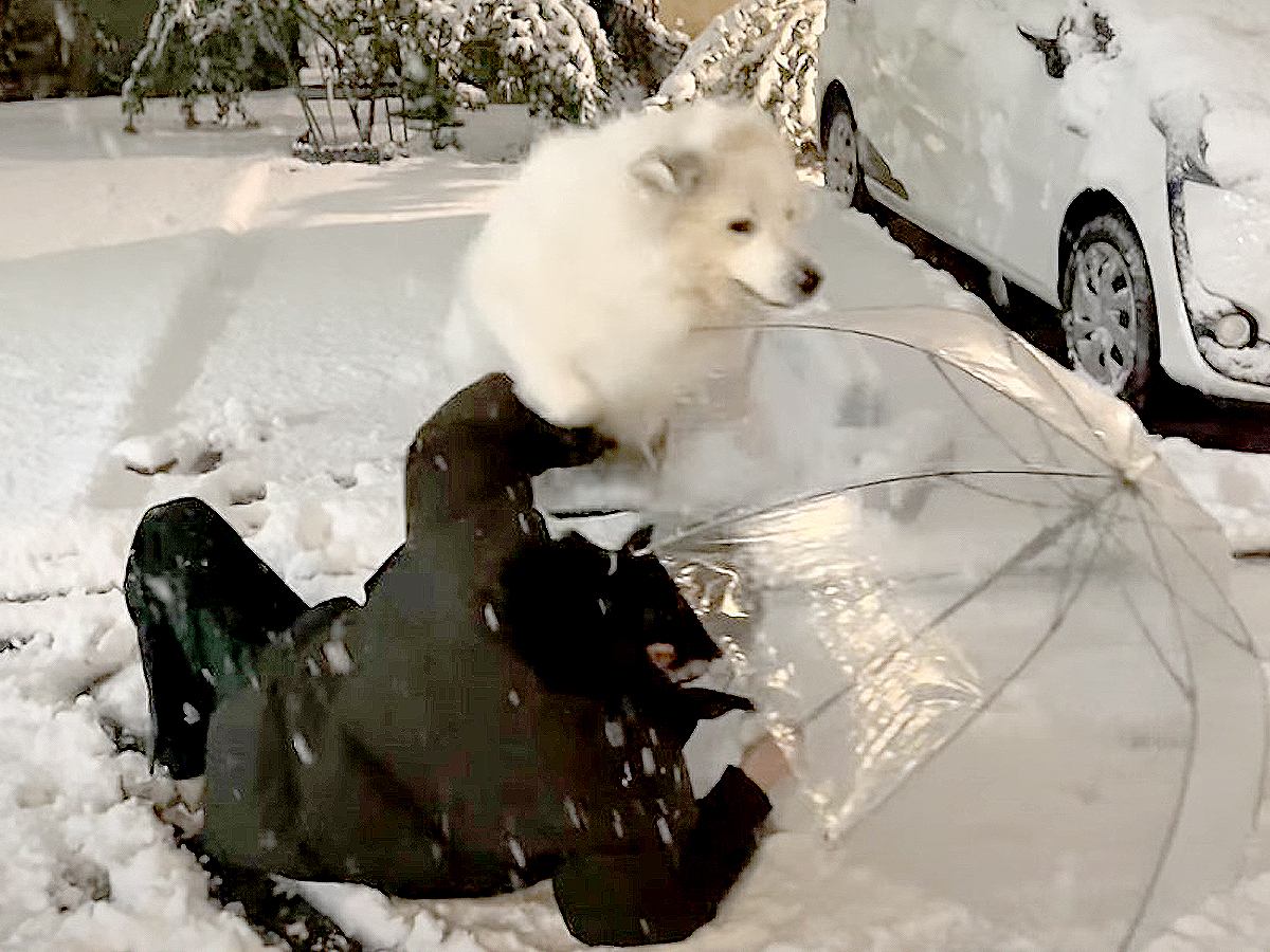 雪でテンションMAXの超大型犬…飼い主を『ひき逃げ』してしまう光景がおもしろすぎると21万再生「容赦なく乗り上げて草」絶賛の声