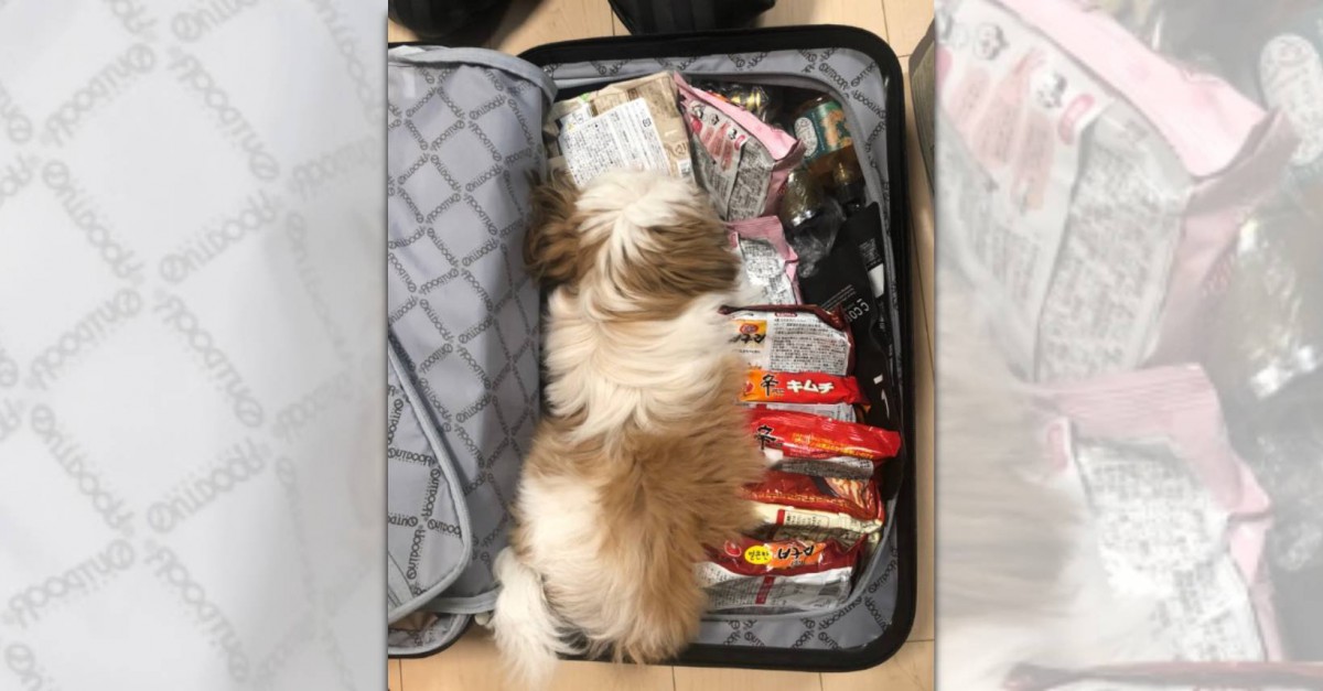 「旅行準備できましたよ～♪」スーツケースに忍び込むイッヌがSNSで話題
