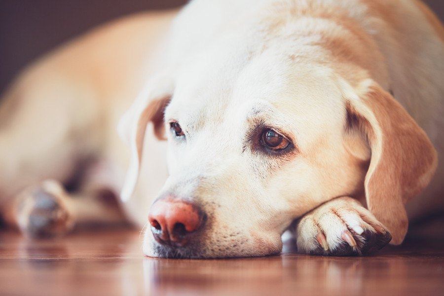 犬の黄疸とは？原因や関連する病気、症状、投薬による治療法
