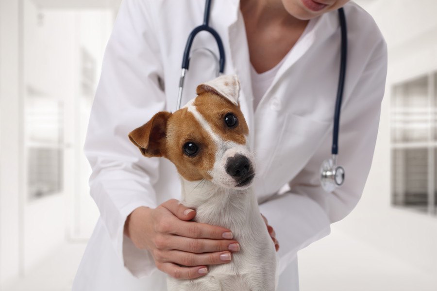犬の感染症は注意が必要！種類別に見た病気の症状と予防法