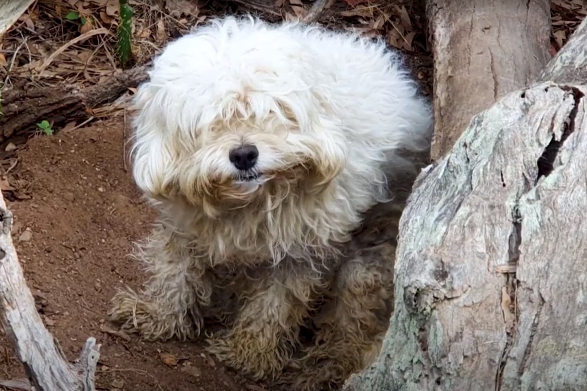 枯木の空洞で暮らしていた孤独な小型犬。怯えを克服して見違えるほど活発に！