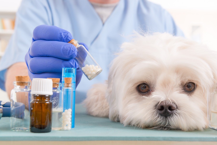 犬の天疱瘡の原因と症状、治療法や予防について