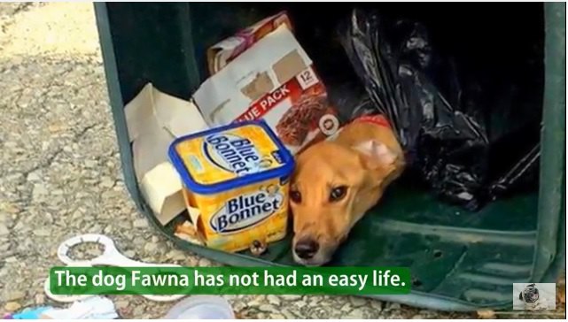 ボーイフレンドと一緒に住むために愛犬をゴミ箱に捨てて引っ越した女性