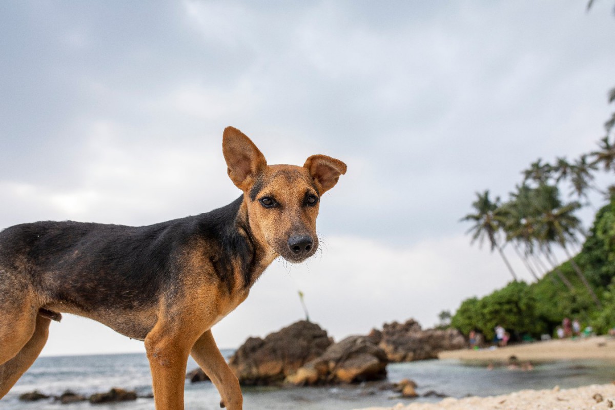 スリランカ農村部〜犬との暮らしが及ぼした影響についての調査結果