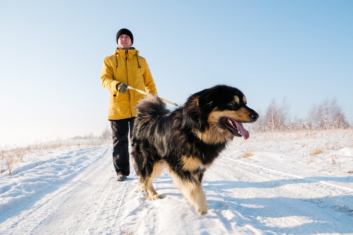 犬の『冬太り』を防ぐための2つの方法！太る理由と健康管理ポイントに「室温も関係するのか」「こまめにチェックしよう」