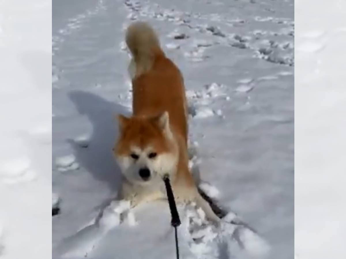 「わーい！雪だぁ」シーズン初の積雪に大はしゃぎの秋田犬さん♡