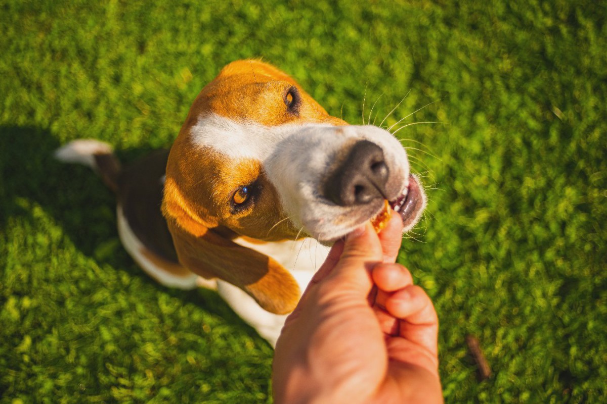 犬にするべきではない『おやつの食べさせ方』とは？5つのNG行為を解説