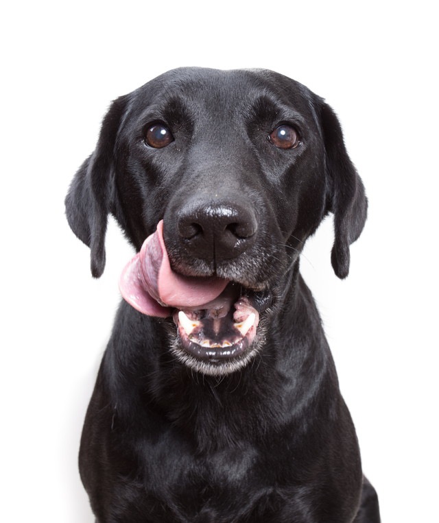 犬がドッグフードを食べない５つの理由と対処法