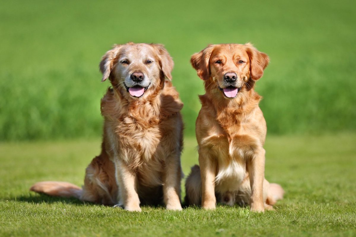 犬は何歳で『老犬』になる？　犬種による違いや健康寿命を長くする秘訣とは？