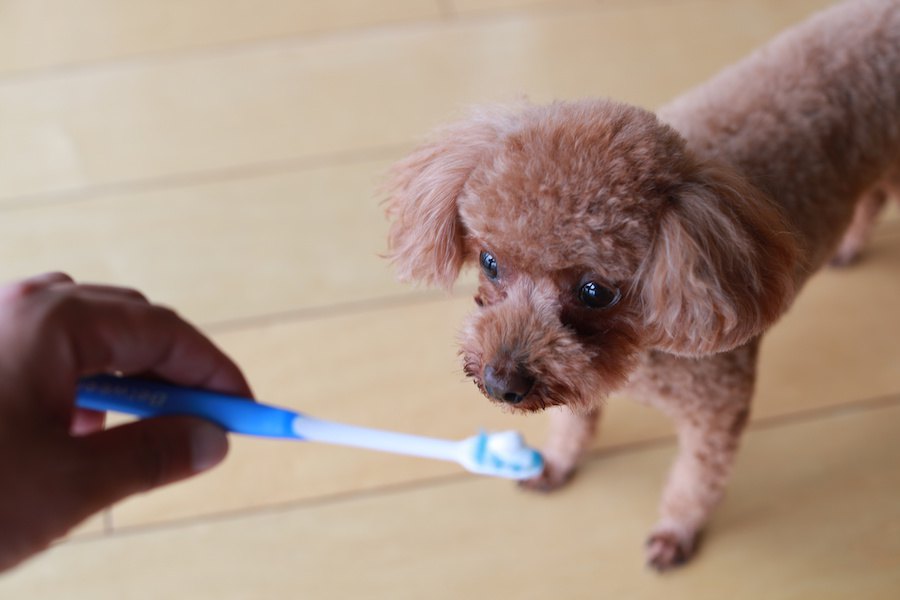 暴れないでくれ～！愛犬の歯磨き嫌いを克服する方法はある？