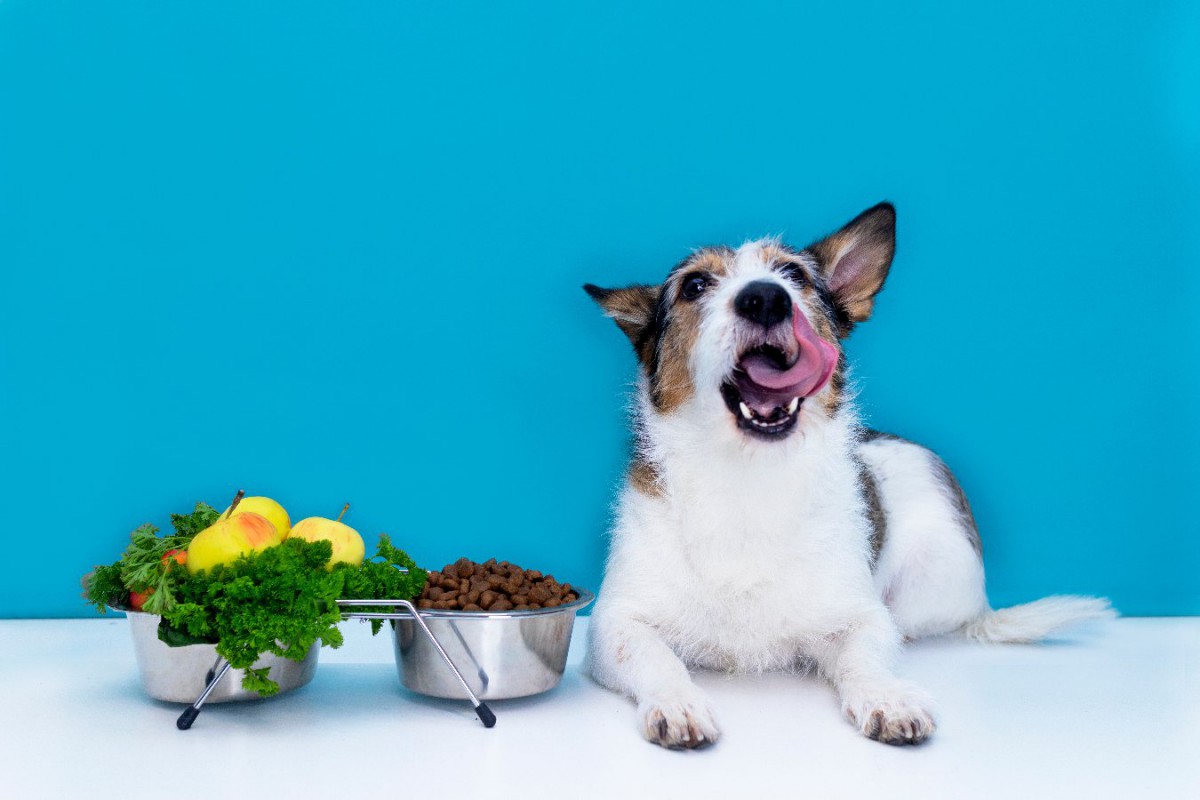 犬の味覚は4種類！？人間とは異なる『美味しい』と感じる基準や好まれる食べ物とは