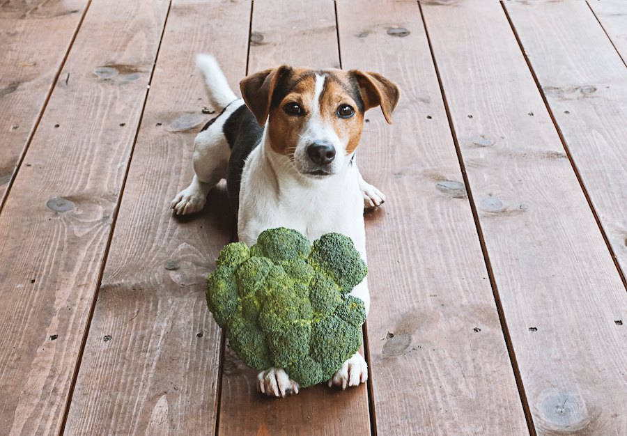 犬が食べられる『野菜』６選！でも与えすぎには要注意！