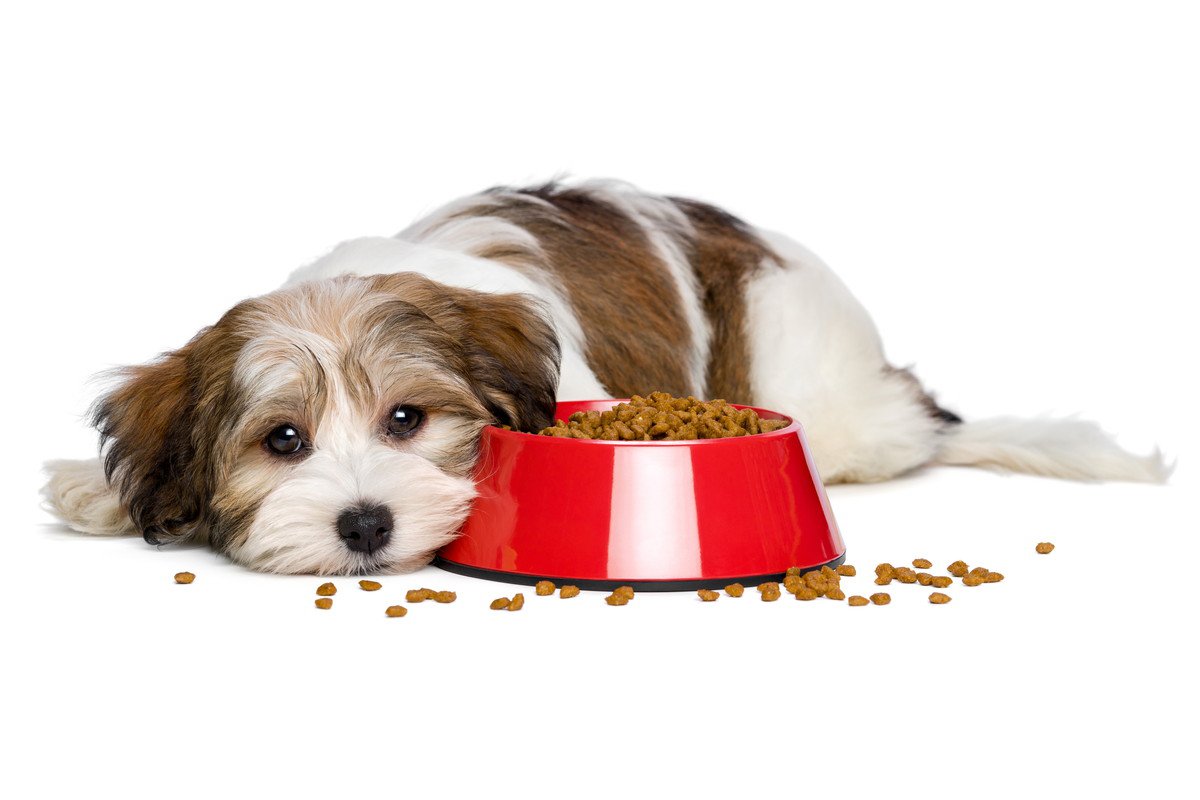 犬が『ご飯を食べない』のはワガママなのか？