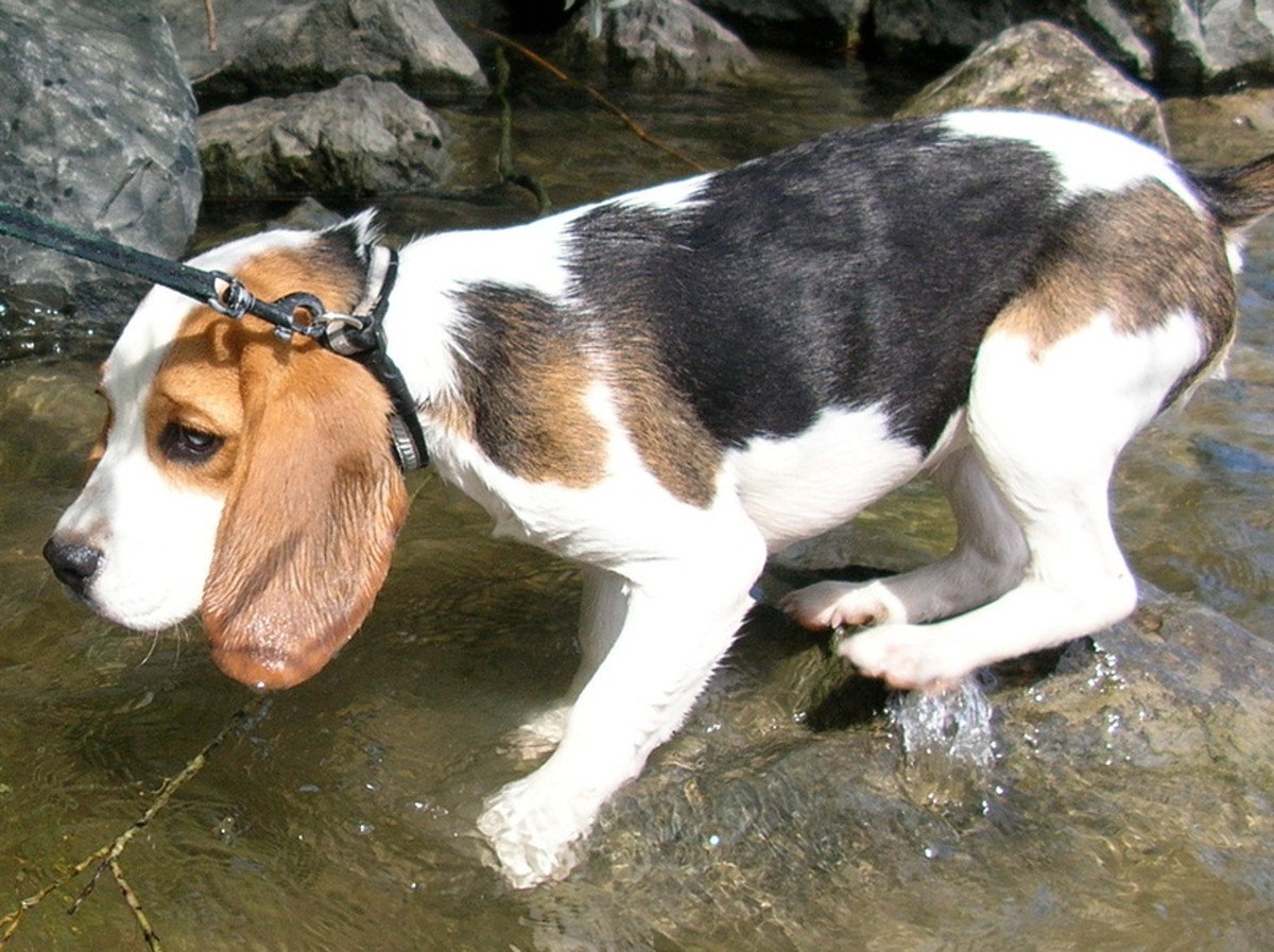 犬が『水を怖がる』3つの理由！楽しく遊ばせる方法とは