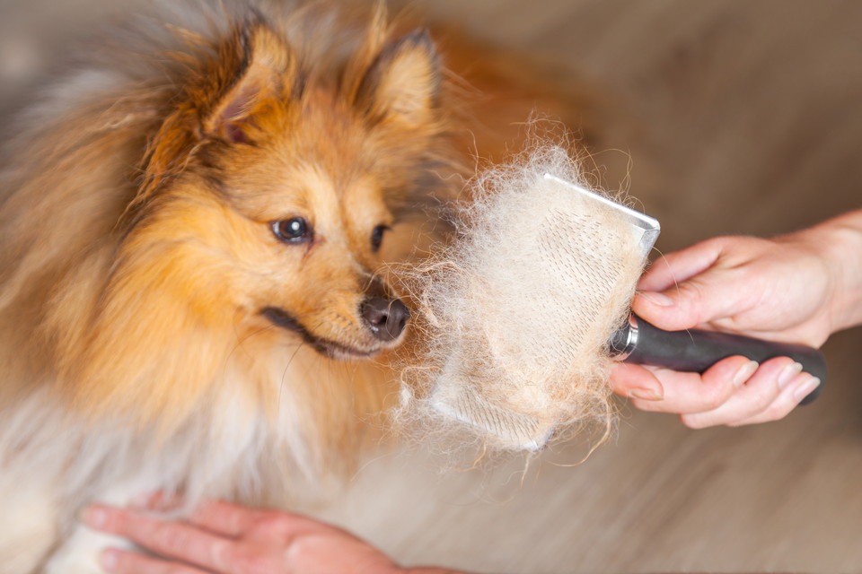 飼い主の過度な温度管理が犬の正しい換毛を妨害する！