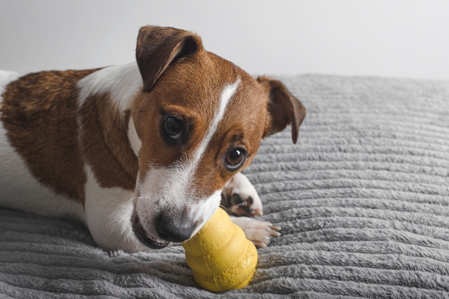 犬の脳を育てる『室内遊び』３選！楽しく遊んで賢くなれるかも？♡