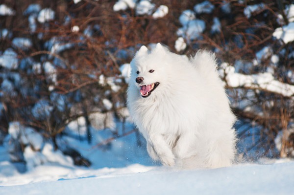 アメリカンエスキモードッグは雪遊びが大好きな愛玩犬！