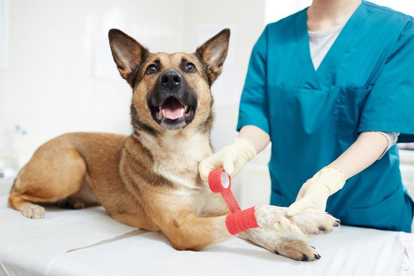 犬が怪我をした時に家でできる応急手当てとは？