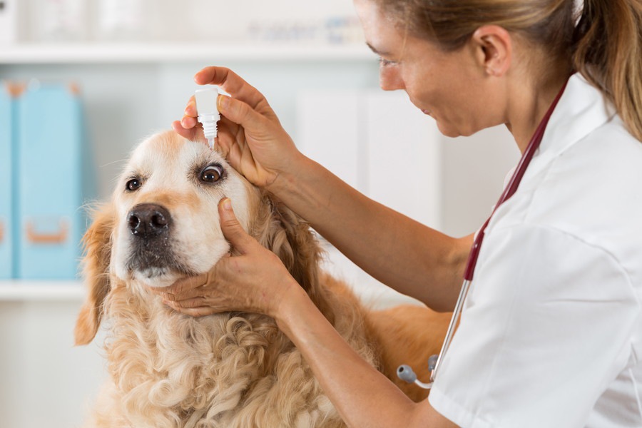 犬のぶどう膜炎～症状や原因、治療法までをわかりやすく解説！～