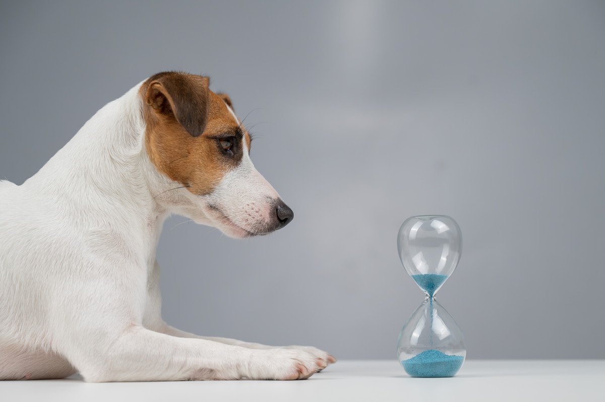 犬に『時間の概念』はある？　人間にとっての1日は犬にとってどれくらい？