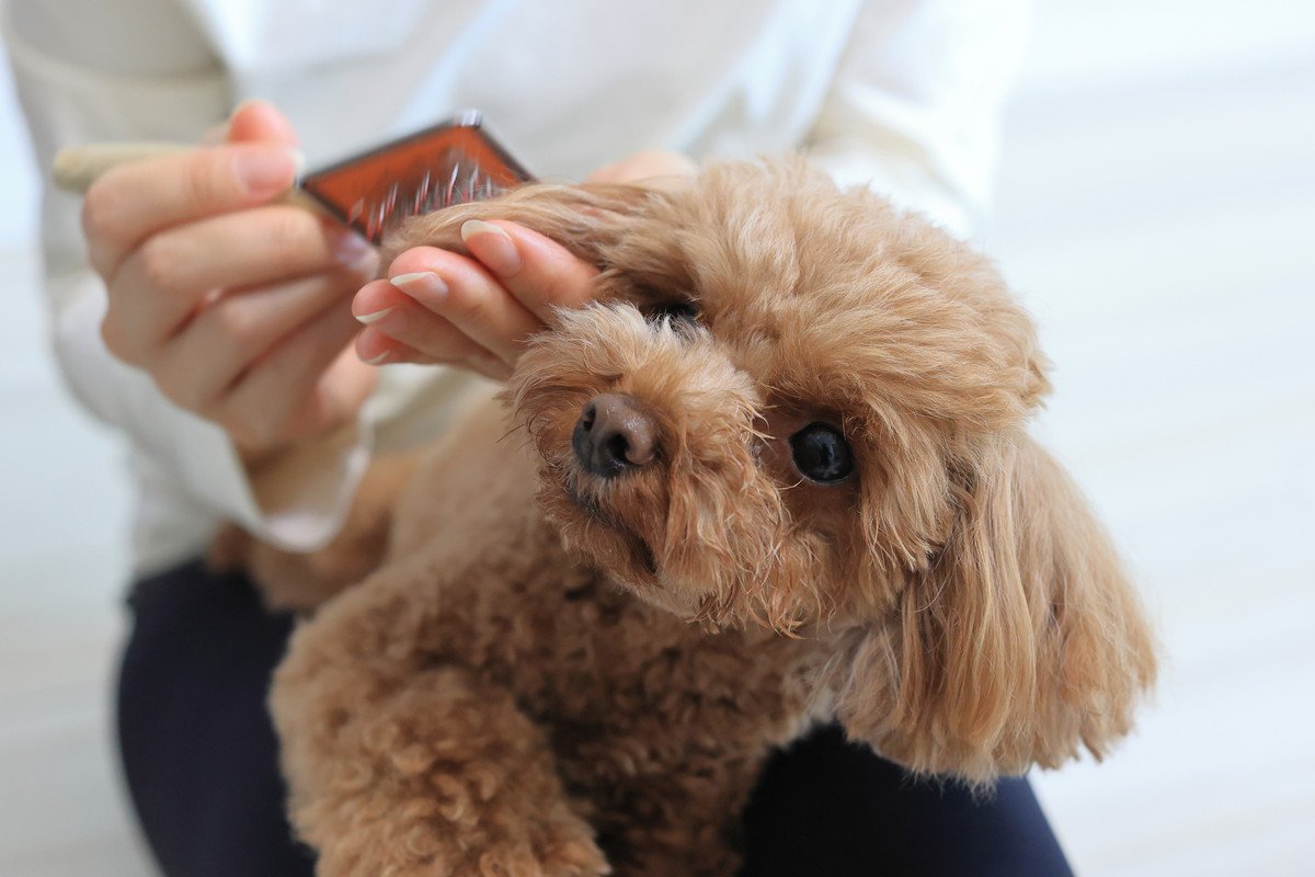 シニア犬の『薄毛』は放置してはいけない？病気の可能性や自宅でできるケアを解説