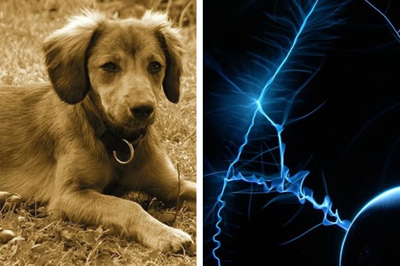 犬の無駄吠え防止首輪の危険性や犬への影響について