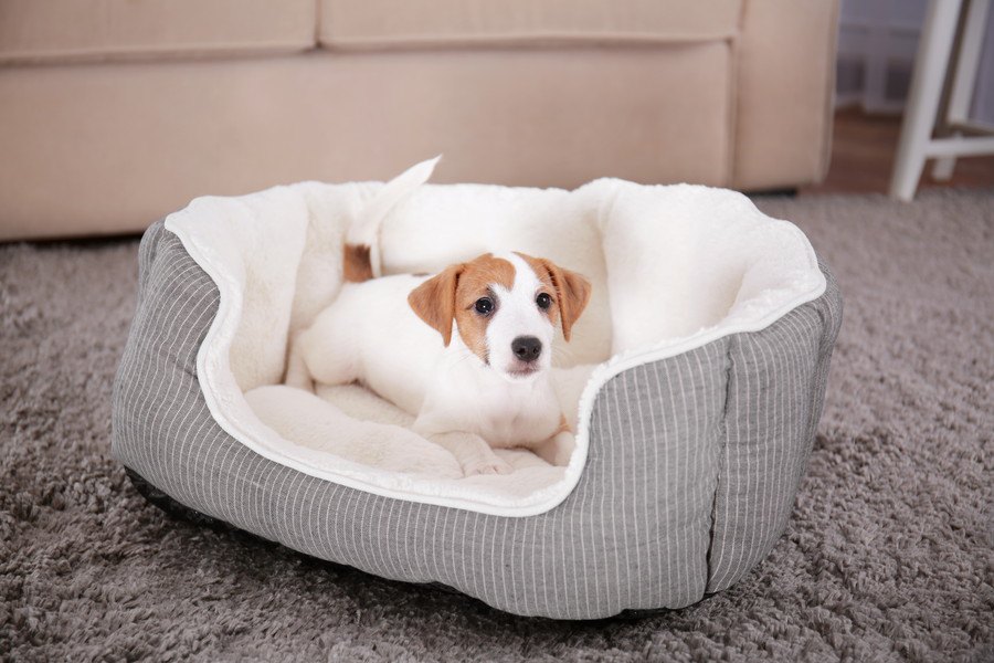 犬に買うべきではない『NGベッド』４選！合っていないベッドだと快適に眠れないかも…？