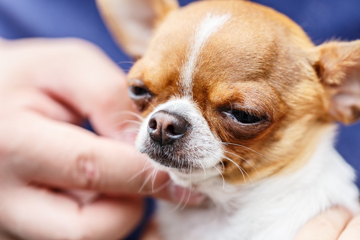 犬の『逆くしゃみ』ってどんな症状？そのまま放置してたら危険なの？