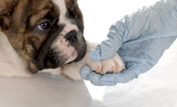 犬の指間炎とは　症状や原因、治し方から予防方法まで