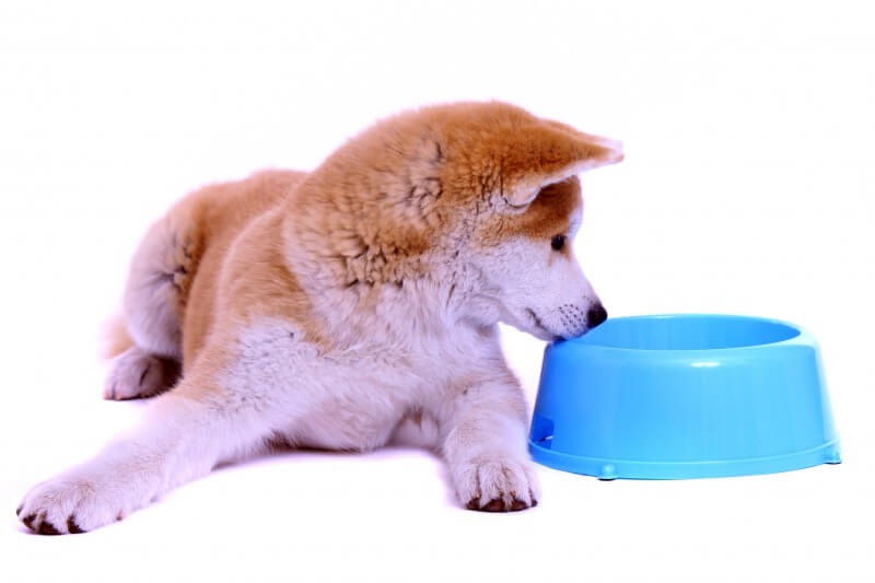 秋田犬の平均体重はどのくらい？年齢による体重管理方法や病気について