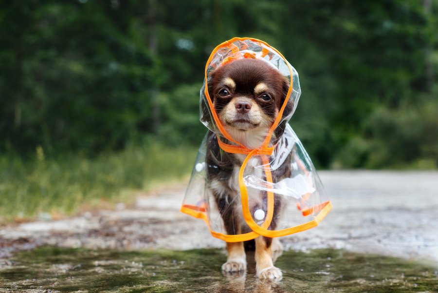 雨の日には犬のお散歩に行かなくても大丈夫？