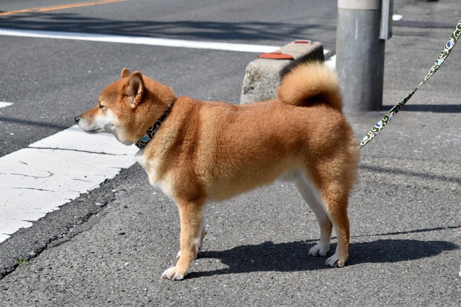犬は横断歩道や信号機を理解してるの？