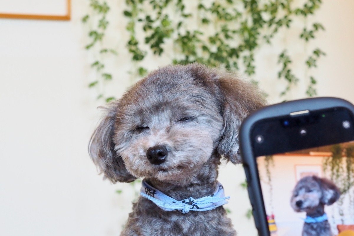 愛犬がカメラを嫌がる理由は至ってシンプル。撮影を楽しんでもらうための練習とは？