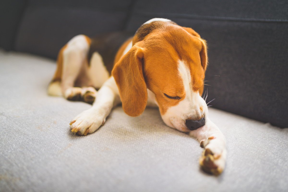 犬が自分の体を噛んでしまう理由5つ！自傷行為を止めさせるためにすべきこととは？