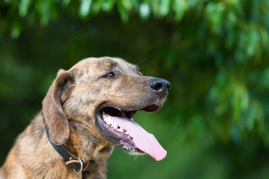 犬が舌を出しっぱなしにしている理由４つ