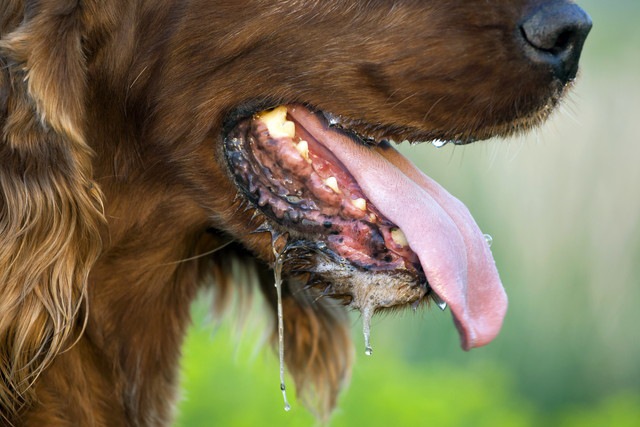 犬が吐く原因は？危険な症状や病気、対処法を解説