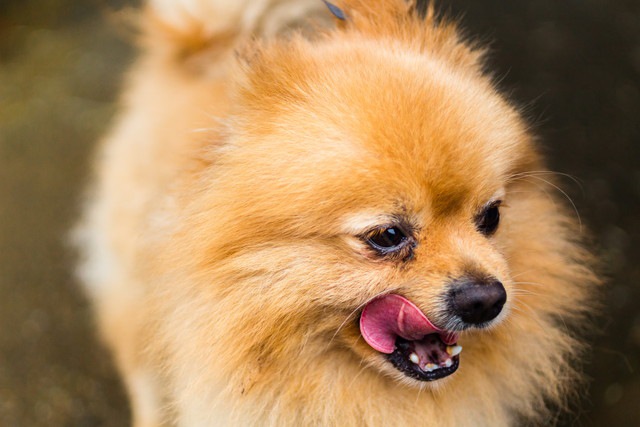 犬が「舌ペロ」をするのは、人の顔色をうかがっている証拠？【研究紹介】