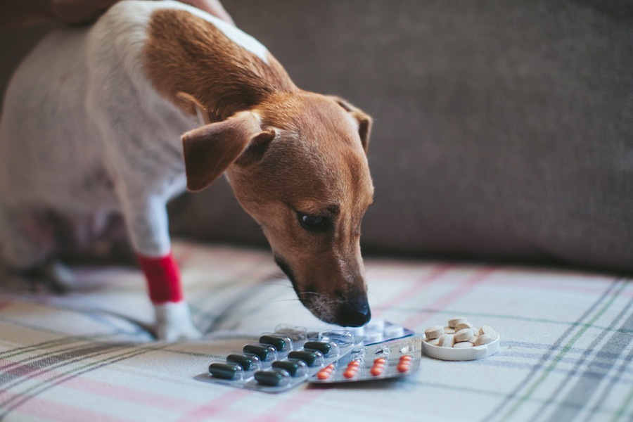 犬の「無菌性結節性脂肪織炎」ってどんな病気？原因や症状、治療法まで