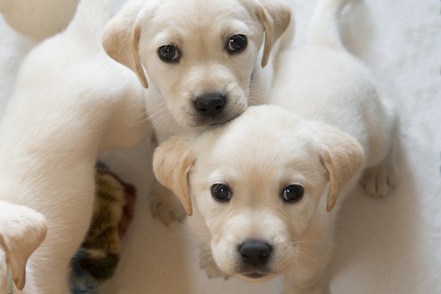 犬にも一卵性双生児がいる！世界で初めて発見された子犬たち