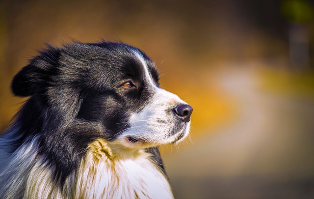 犬種のルーツがわかる、犬の遺伝子の新しい系統図が発表された！