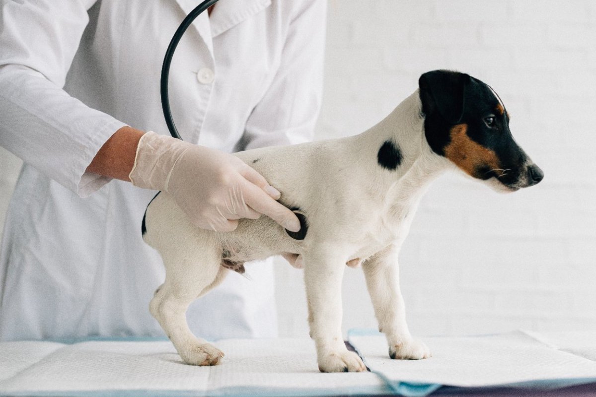 中国での調査〜下痢で診察を受けた犬の約半数から薬剤耐性菌