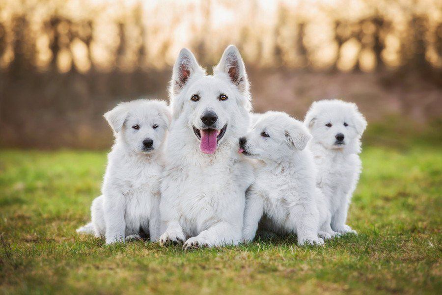 白い犬がかわいい♪小型～大型の真っ白な犬種５選