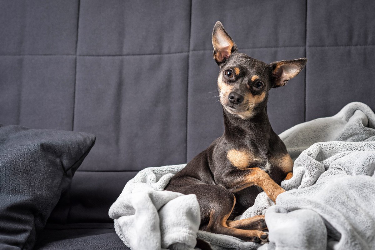 犬が毛布をホリホリする理由とは？5つの心理とストレスの場合の対処法