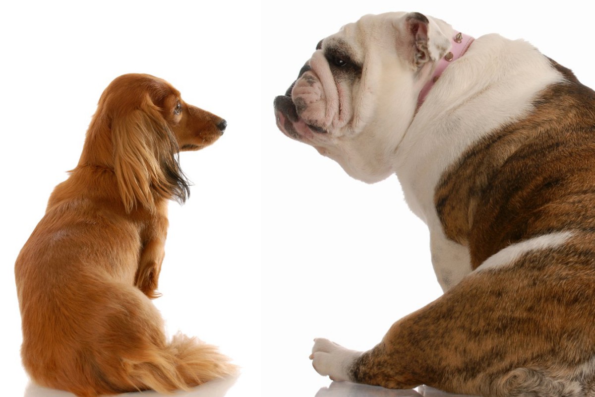 『太りやすい犬種』5選！ぽっちゃりしやすい理由と体重を維持する生活習慣とは