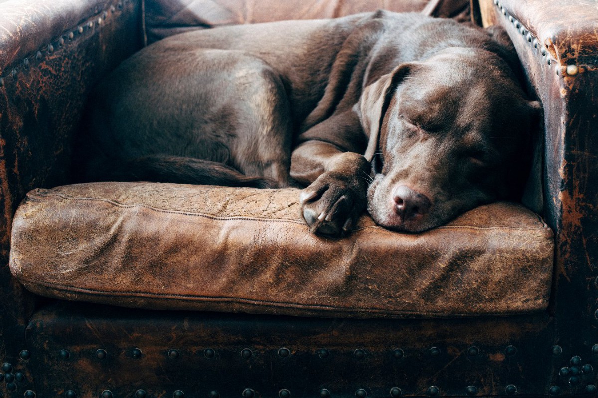 犬の認知症と睡眠の関係を分析した研究結果